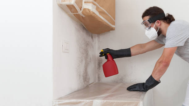 Basement Mold Remediation treatment on basement walls in Sanford
